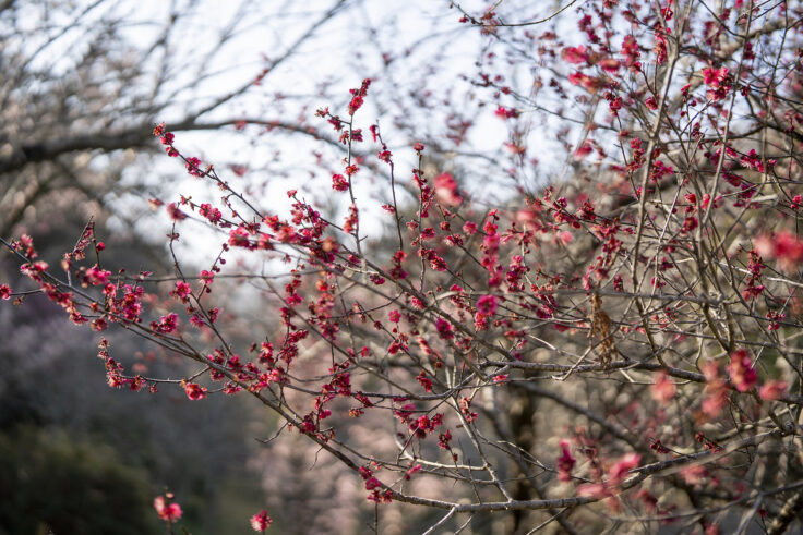 画像 みろく自然公園のウメ3
