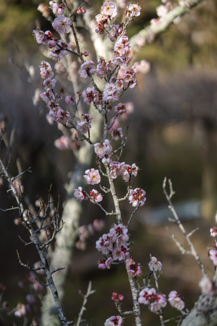 画像 みろく自然公園のウメ6