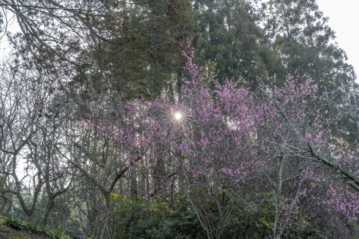 みろく自然公園のウメ7