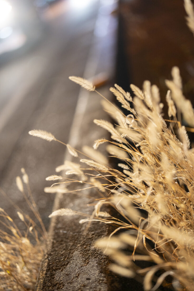 画像 坂出市商店街10