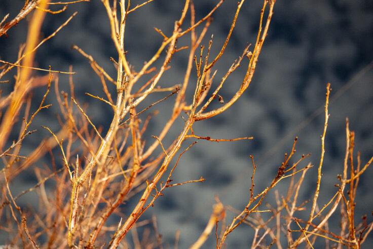 画像 坂出市商店街11