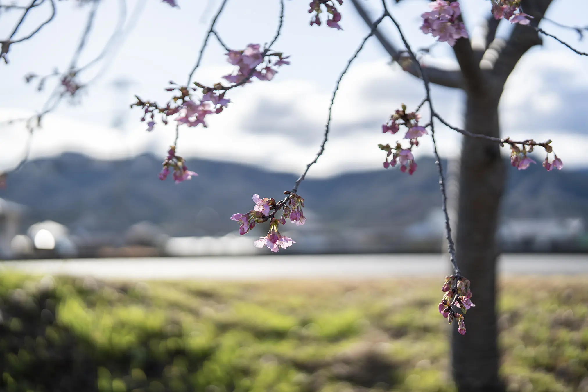 東かがわ市白鳥「湊川河津桜ロード」2026 | 旅カメラ