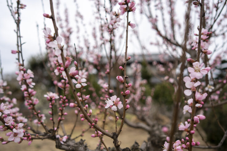 画像 桃の花