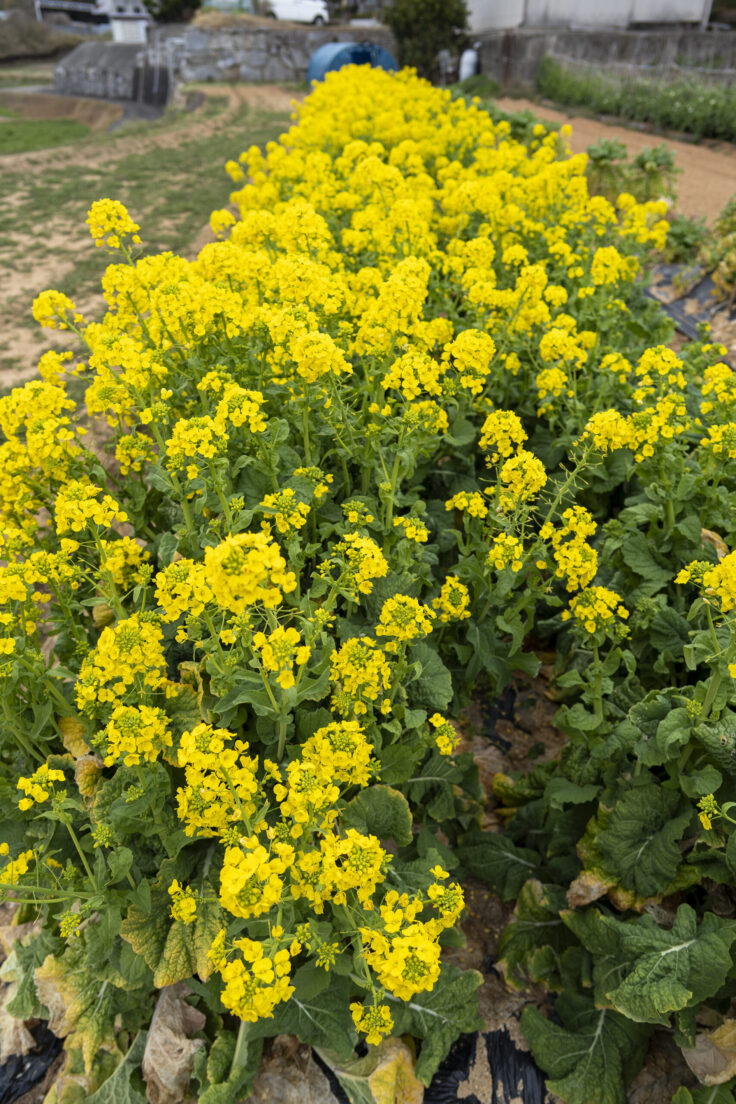 画像 菜の花
