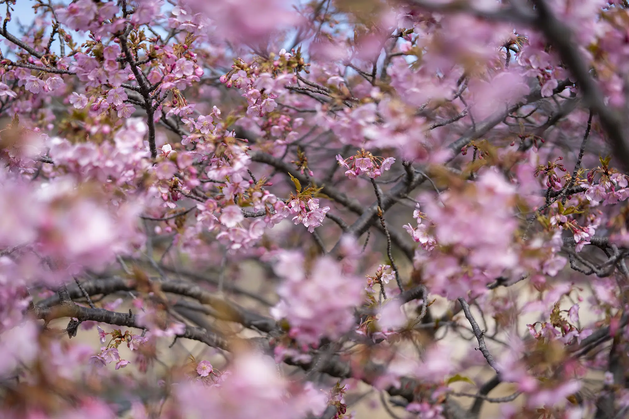 東かがわ市白鳥「湊川河津桜ロード」2026の見頃 | 旅カメラ