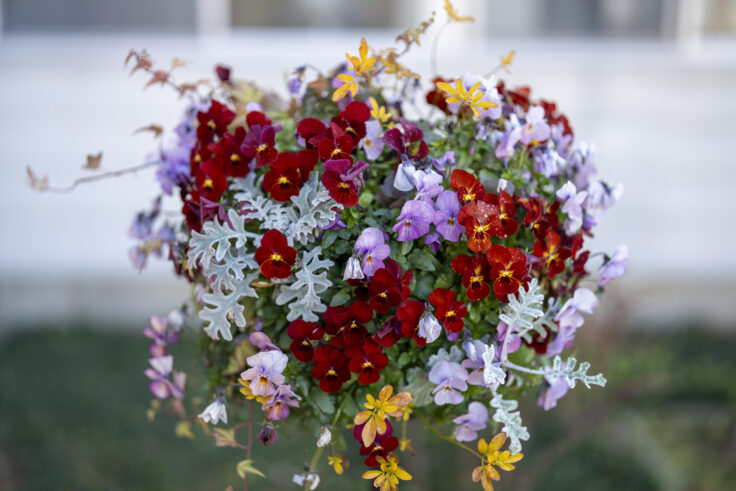 画像 さぬきフラワーガーデン1