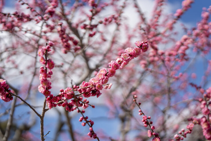 画像 さぬきフラワーガーデン4