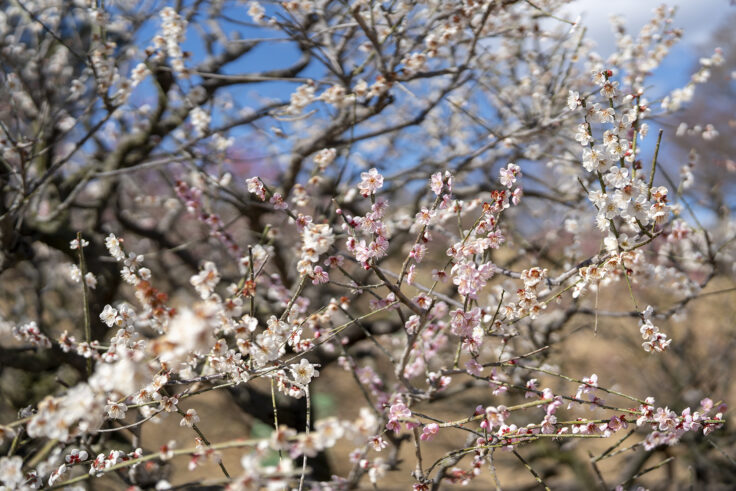 画像 さぬきフラワーガーデン源平咲きの梅1