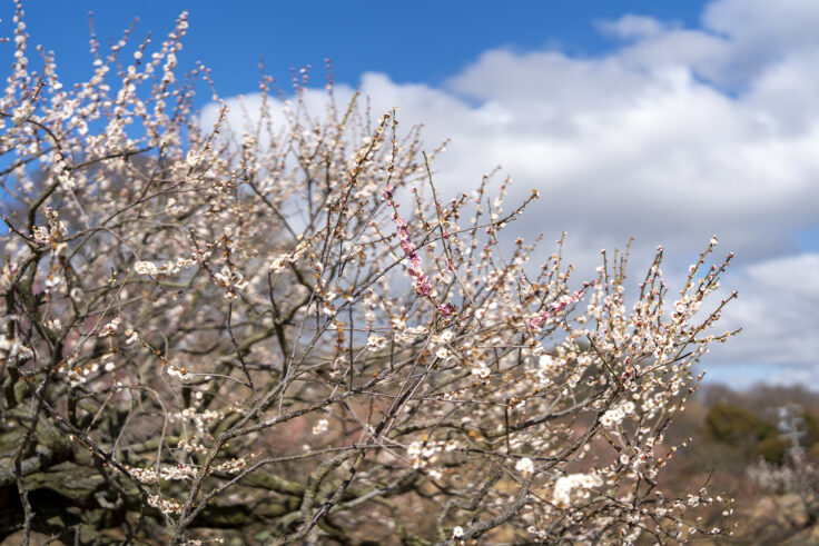 画像 さぬきフラワーガーデン源平咲きの梅2