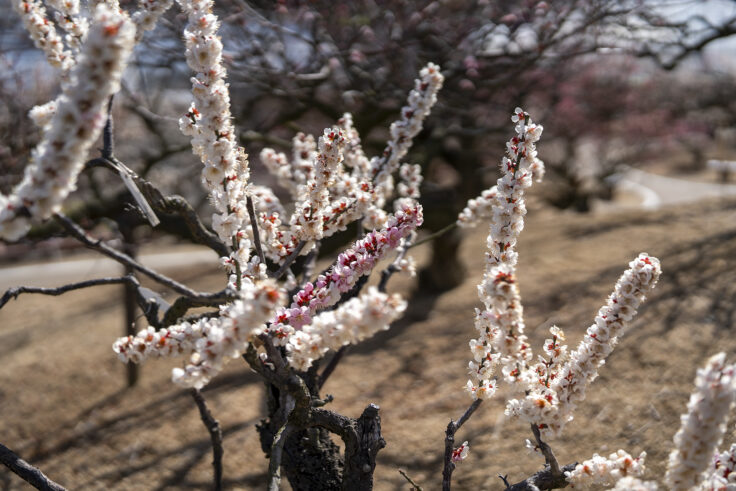画像 さぬきフラワーガーデン源平咲きの梅3