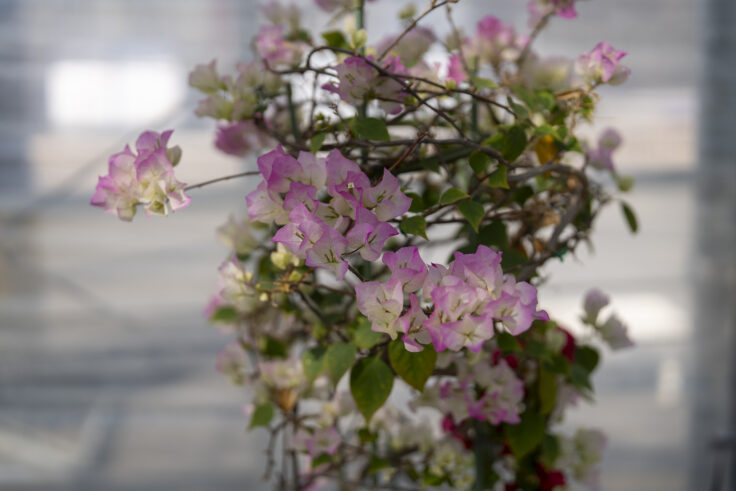 画像 さぬきフラワーガーデンの花2