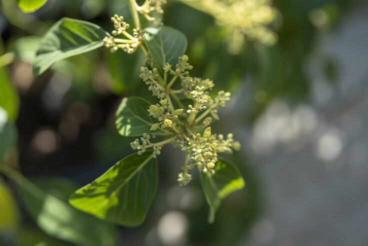画像 さぬきフラワーガーデンの花1