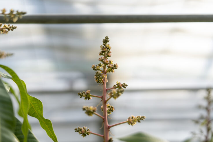 画像 さぬきフラワーガーデンの花3