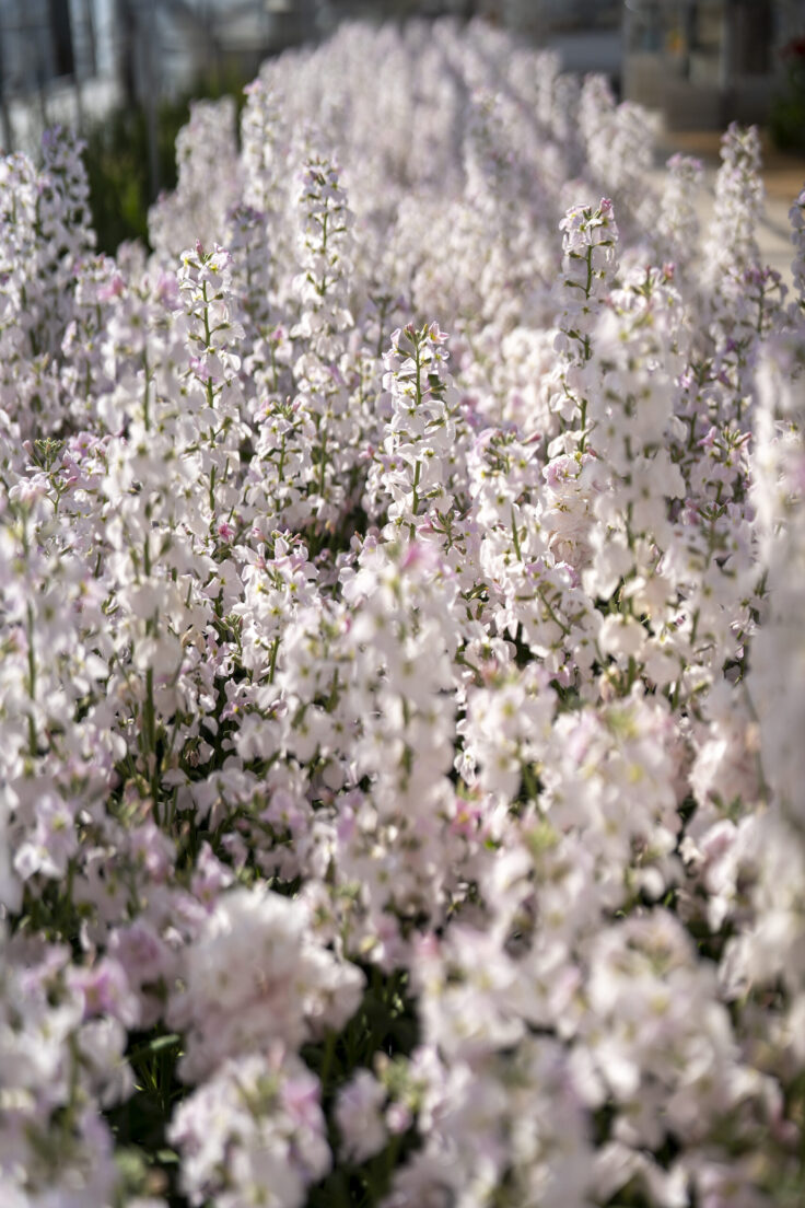 画像 さぬきフラワーガーデンの花4