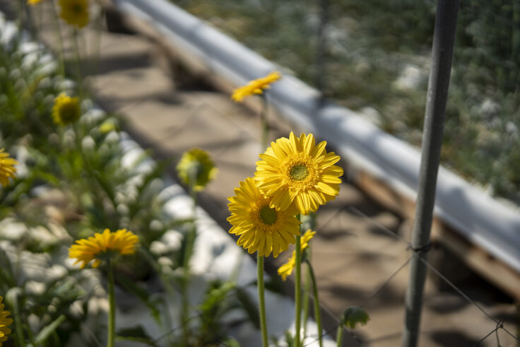 画像 さぬきフラワーガーデンの花5