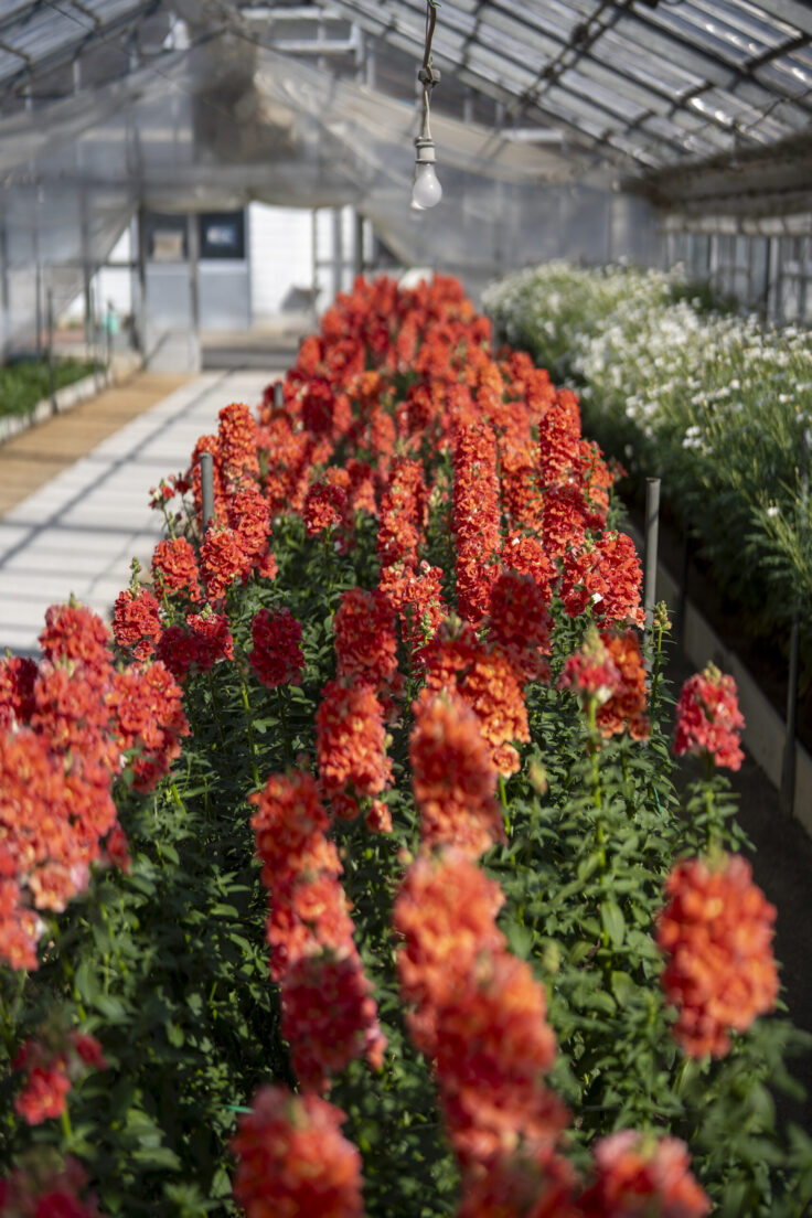 画像 さぬきフラワーガーデンの花6