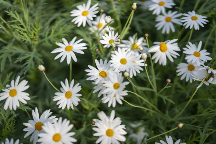 画像 さぬきフラワーガーデンの花7