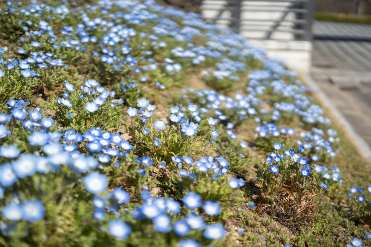 画像 さぬきフラワーガーデンの花8