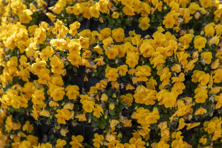 画像 さぬきフラワーガーデンの花10