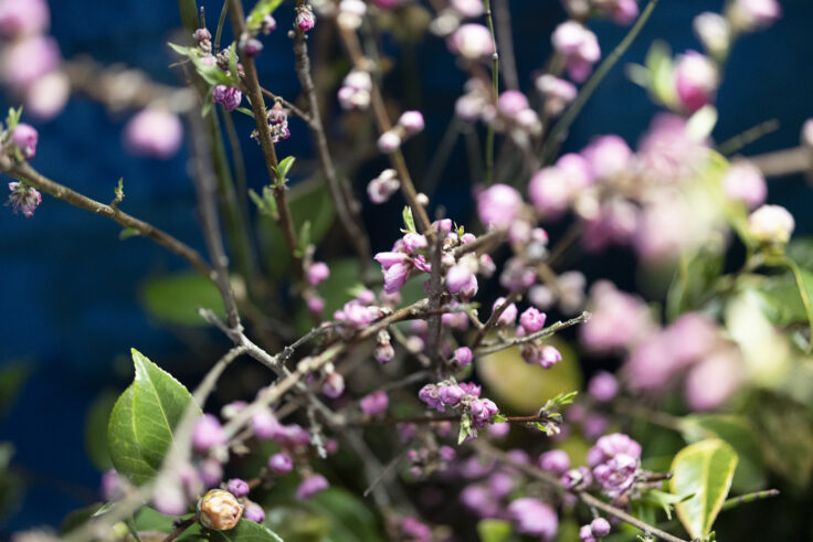 画像 夜色高松888