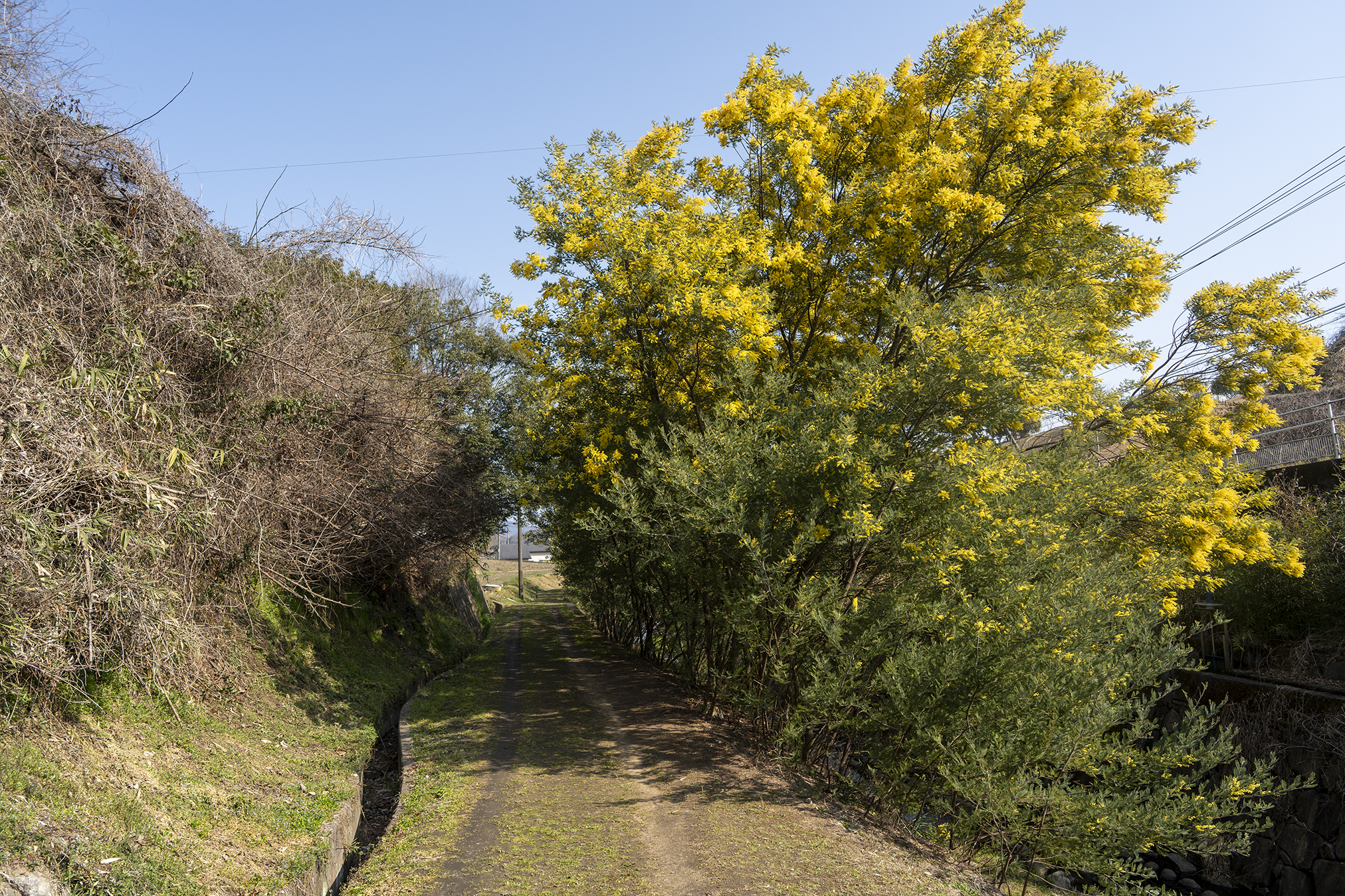 綾川町ミモザ並木2026見頃