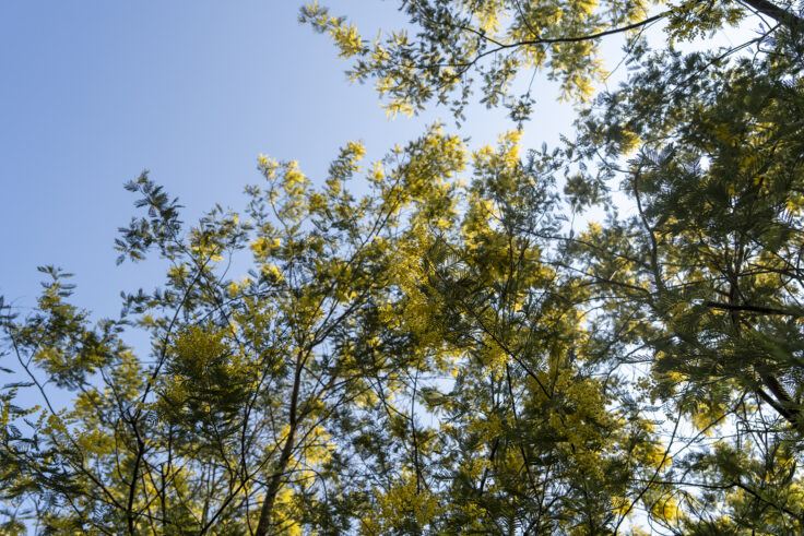 画像 綾川町のミモザ並木2026②