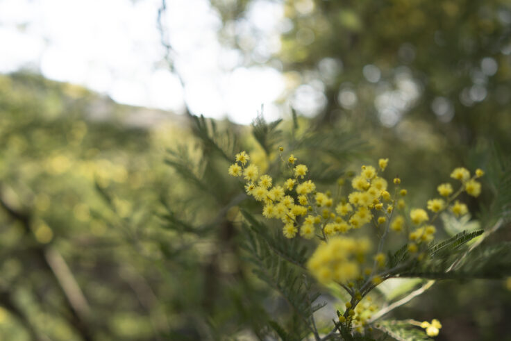 画像 綾川町のミモザ並木2026③