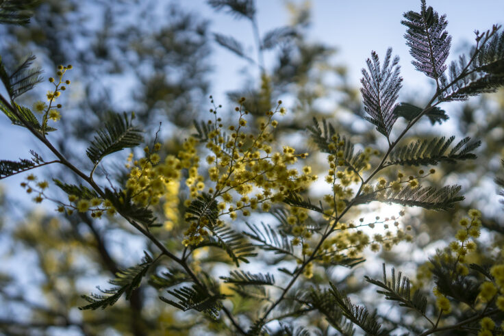 画像 綾川町のミモザ並木2026 ④