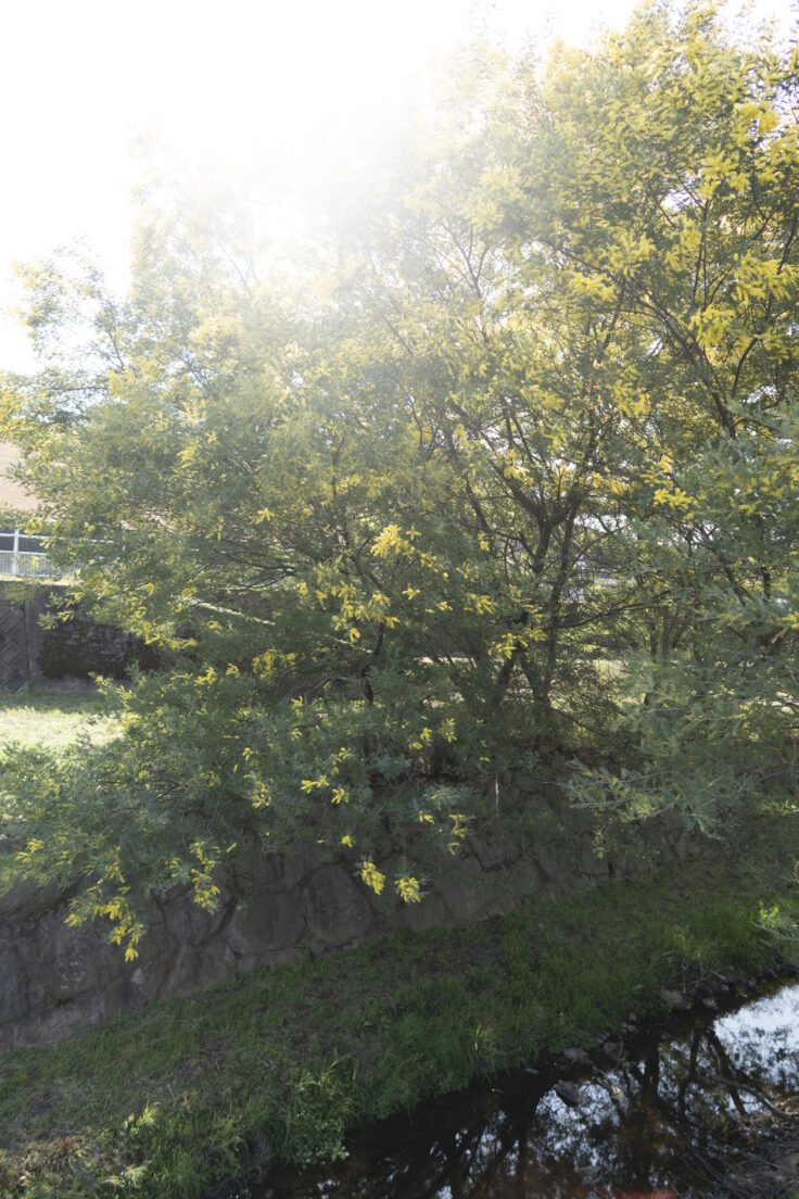 画像 綾川町のミモザ並木2026 ⑤