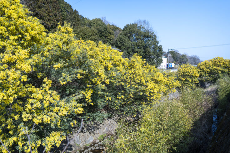 画像 綾川町のミモザ並木2026 ⑦