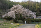 堀池のしだれ桜1