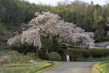堀池のしだれ桜1