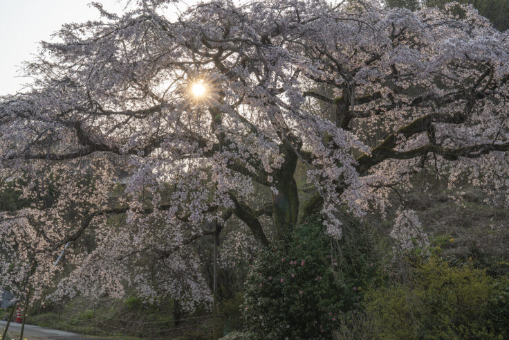 堀池のしだれ桜3