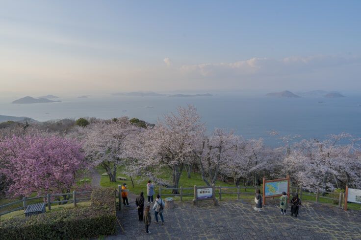 画像 紫雲出山の桜