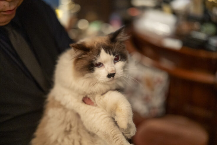 画像 ジョン バリー コーンの猫ちゃん