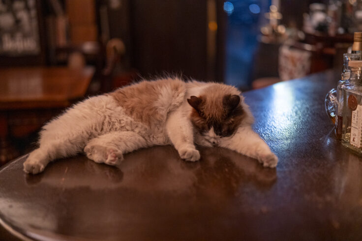 画像 ジョン バリー コーンの猫ちゃん2