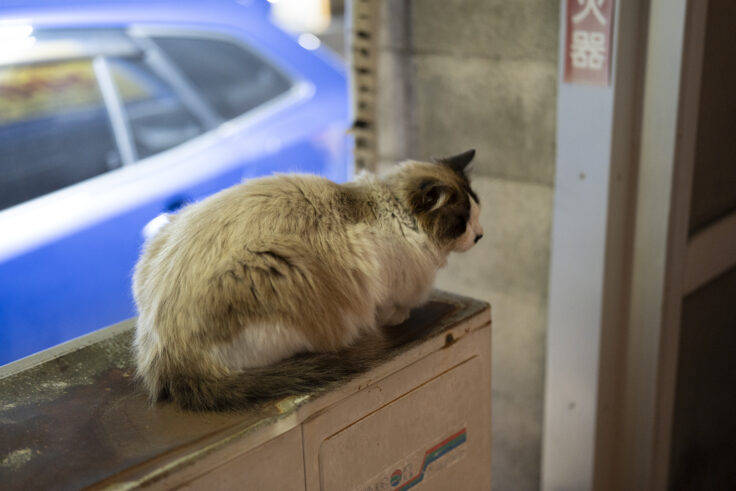 画像 HOUSE OF JOHN BARLECORNの猫ちゃん