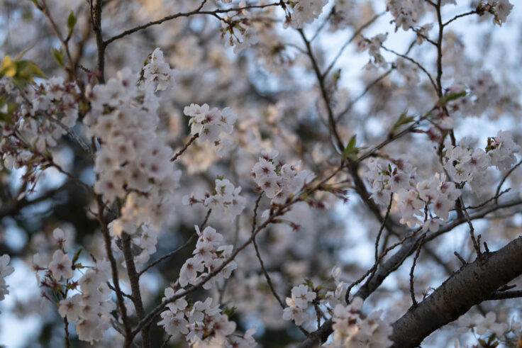 画像 夜色高松Vol.18②