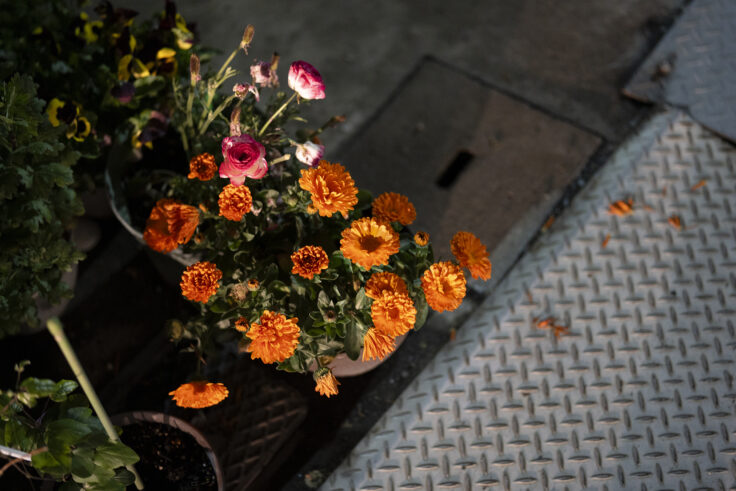 画像 夜色高松Vol.18③