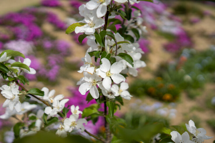 画像 東かがわ市帰来芝桜富士のリンゴの花