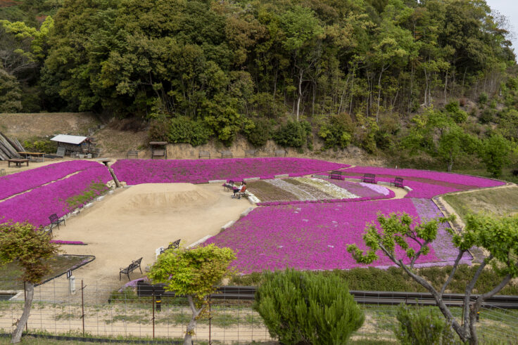 画像 東かがわ市帰来芝桜富士1