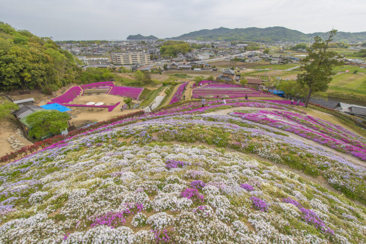 画像 東かがわ市帰来芝桜富士4