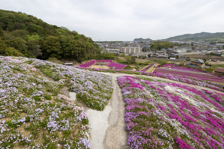 画像 東かがわ市帰来芝桜富士5