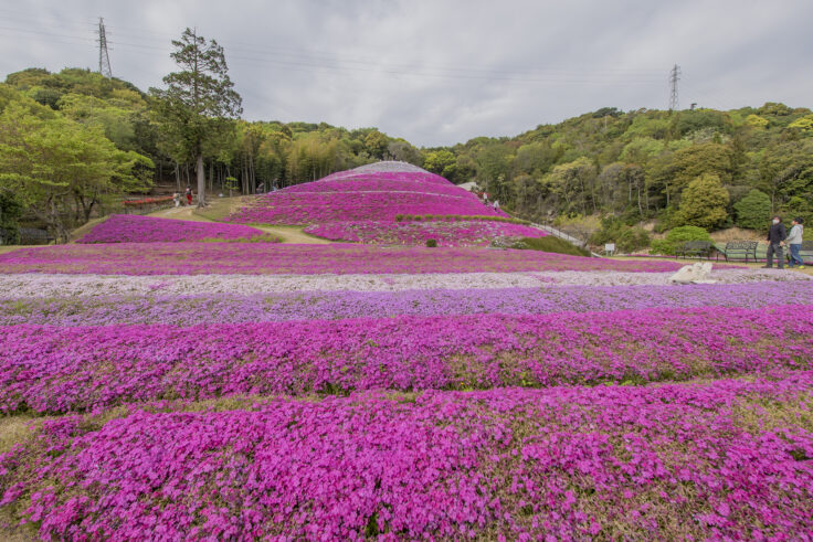画像 東かがわ市帰来芝桜富士2