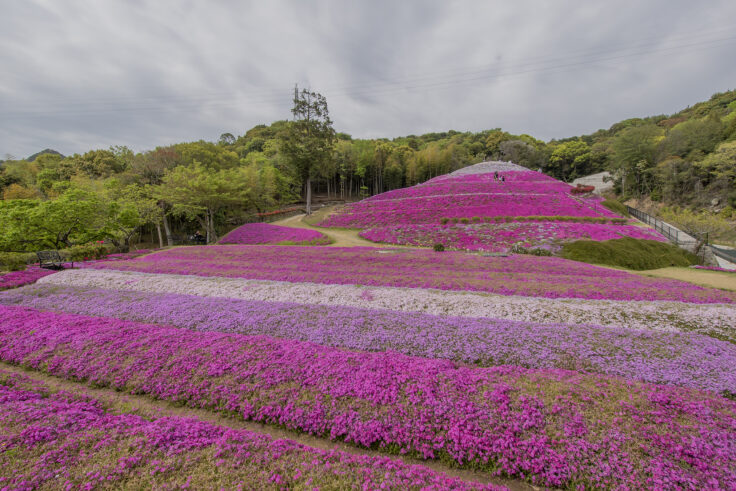 画像 東かがわ市帰来芝桜富士3