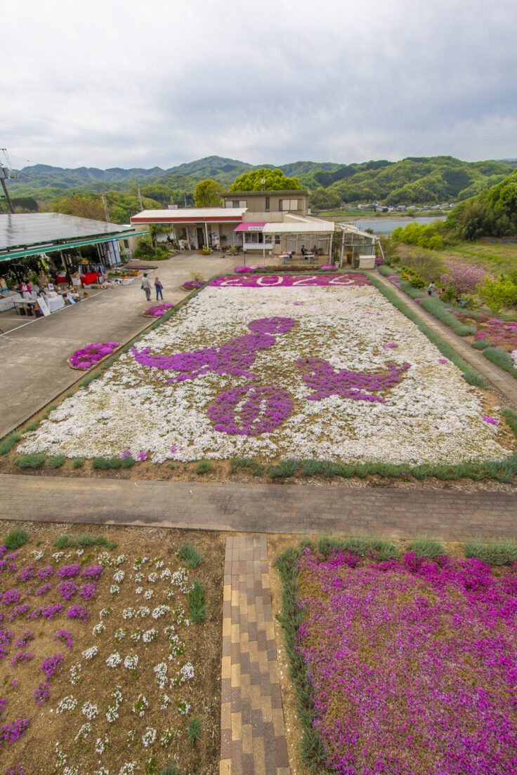 画像 カフェ ジャルダンの芝桜2026③