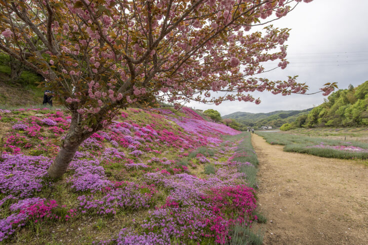 画像 カフェ ジャルダンの芝桜2026④