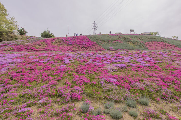 画像 カフェ ジャルダンの芝桜2026⑤