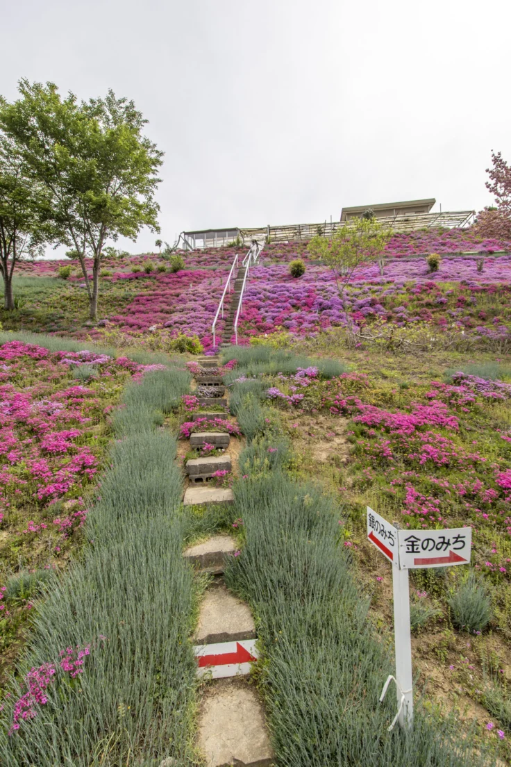 高松市西植田町「カフェ ジャルダン」の芝桜2026 | 旅カメラ
