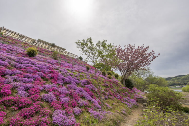 画像 カフェ ジャルダンの芝桜2026⑦